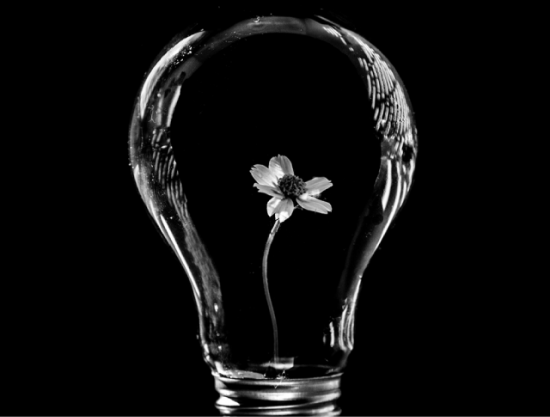 Creative innovation concept represented by a flower inside a lightbulb, symbolizing growth and ideas.